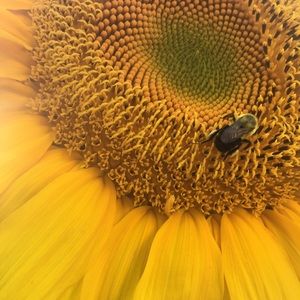 Meet your Posher, Celene